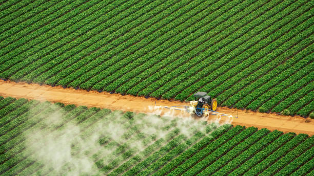 Best Pest Removal Services  in Winfield, AL